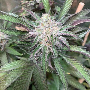 Mosca Seeds - Alien Wedding (Gas Line)