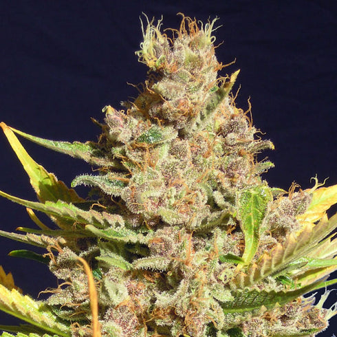 Original Sensible Seeds - Alien Gorilla