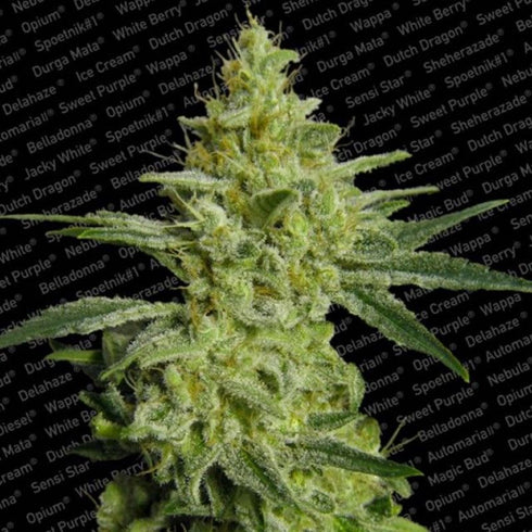 Paradise Seeds - AllKush (Sheherazade)