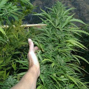 Flash Seeds - Amazing Cherry SuperAuto