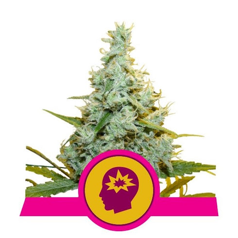 Royal Queen Seeds - AMG (Amnesia Mac Ganja)