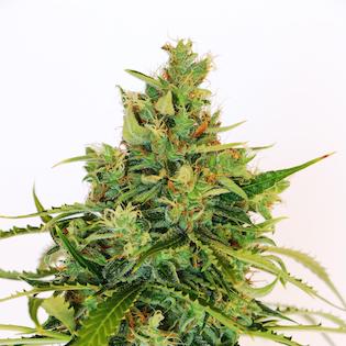 Kannabia Seeds - Amnesi - K Lemon