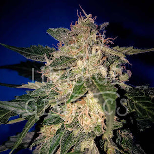 Lineage Genetics - Amnesia Auto