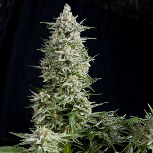 Pyramid Seeds - Amnesia Gold