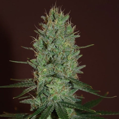 Expert Seeds - Amnesia Haze