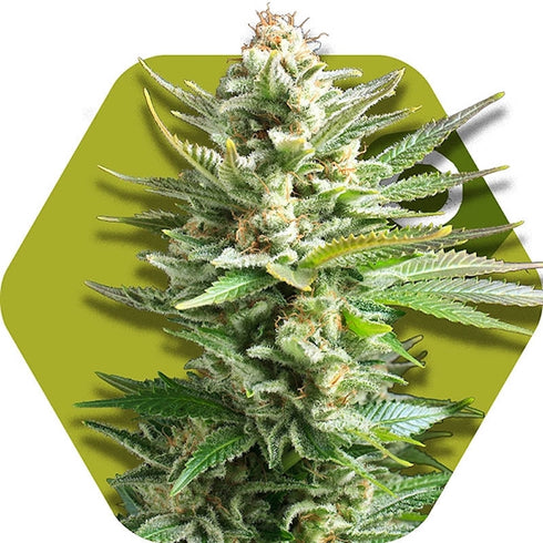 Zambeza Seeds - Amnesia Haze XL