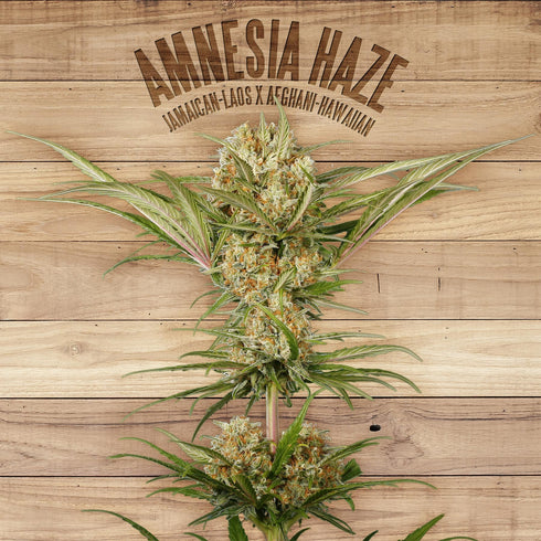 The Plant - Amnesia Haze