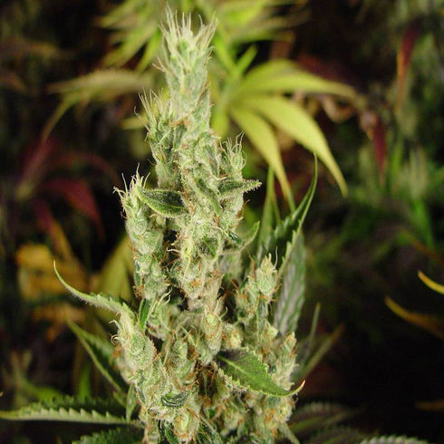 Soma Seeds - Amnesia Haze