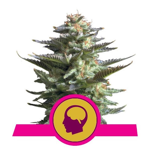 Royal Queen Seeds - Amnesia Haze