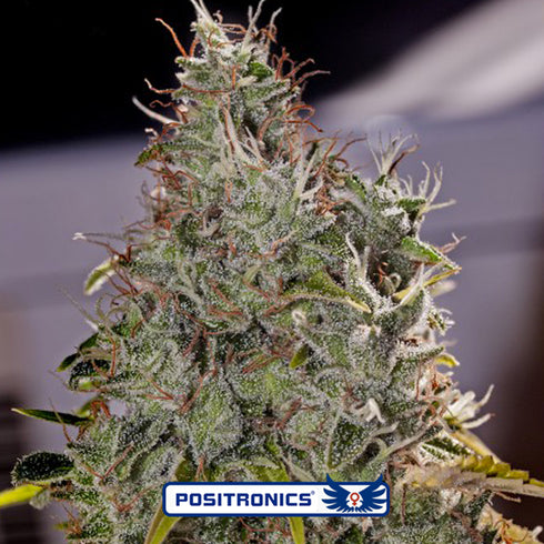 Positronic Seeds - Amnesia Mistery