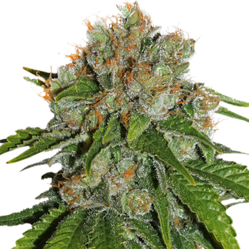 Seed Stockers Seeds - Amnesia