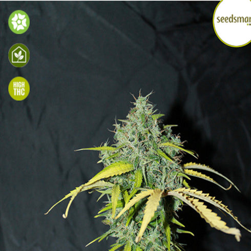 Seedsman - Amnesia Auto