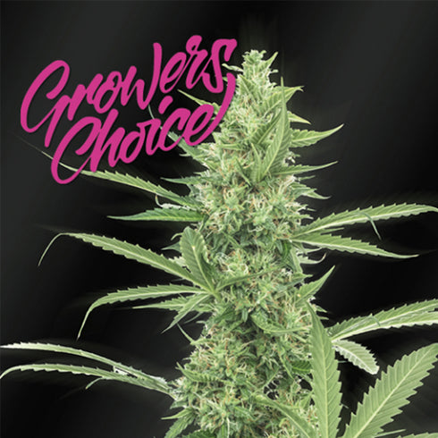 Growers Choice - Amnesia XXL Auto