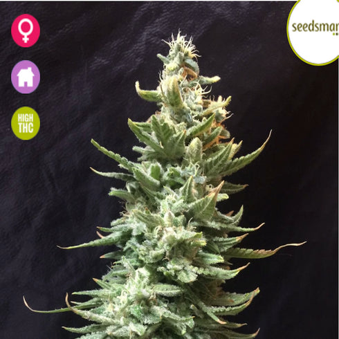 Seedsman - Amnesia FAST