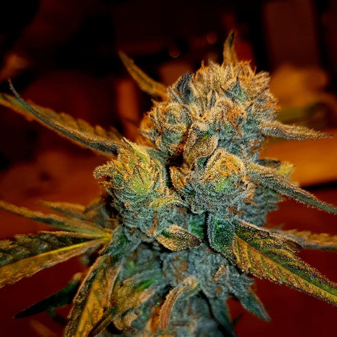 BSB Genetics - Amnesia Haze