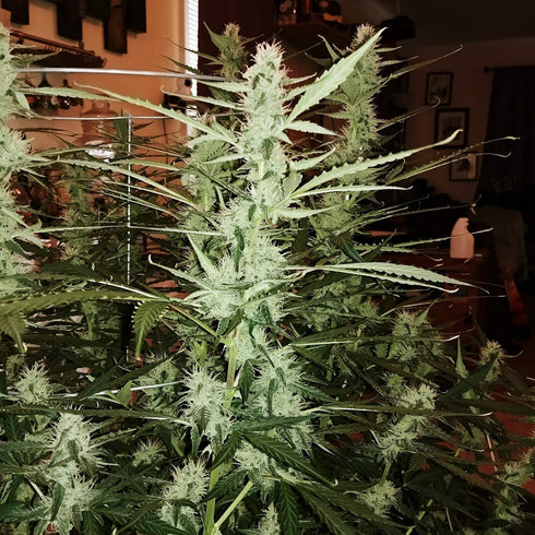Expert Seeds - Amnesia Haze Auto
