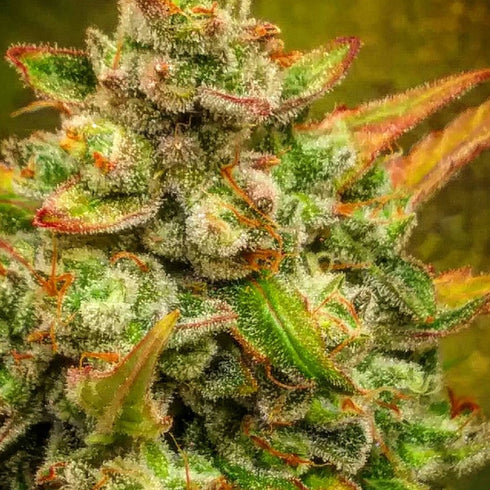 BSB Genetics - Amnesia Haze Auto