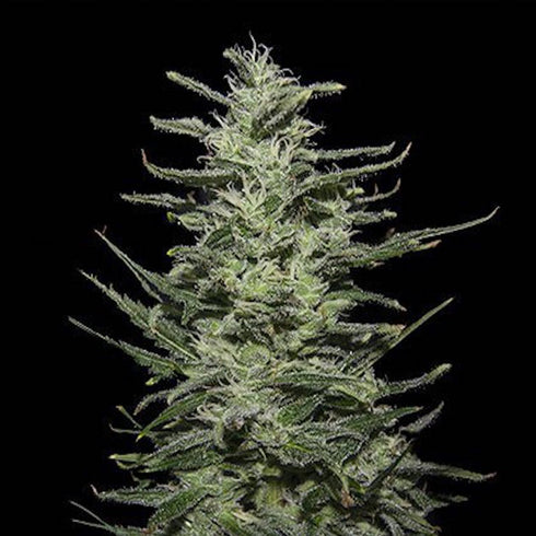 Kalashnikov Seeds - Amnesia Molotov