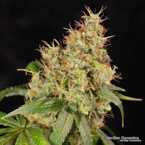 Norstar Genetics - Amnesia OG