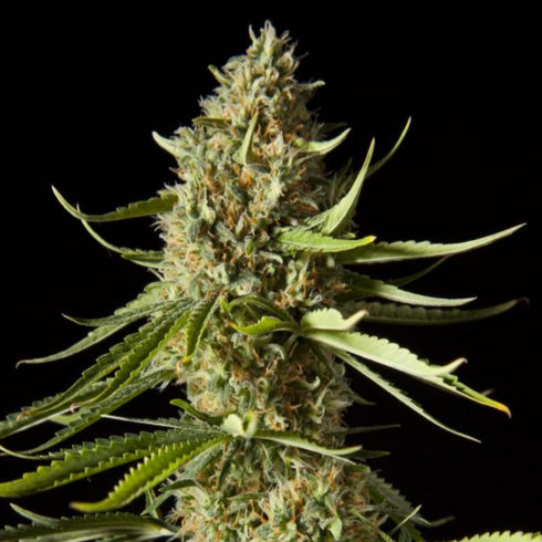 Philosopher Seeds - Amnesika 2.0