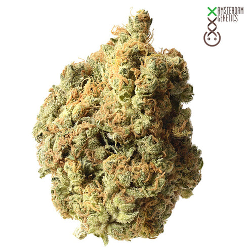 Amsterdam Genetics - AK-020