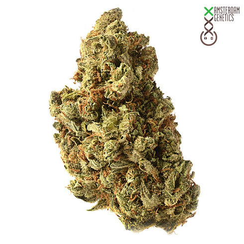 Amsterdam Genetics - Amazing Haze