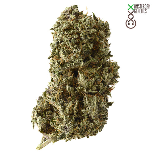 Amsterdam Genetics - Kosher Tangie Kush