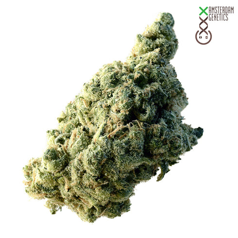 Amsterdam Genetics - Lemon Ice