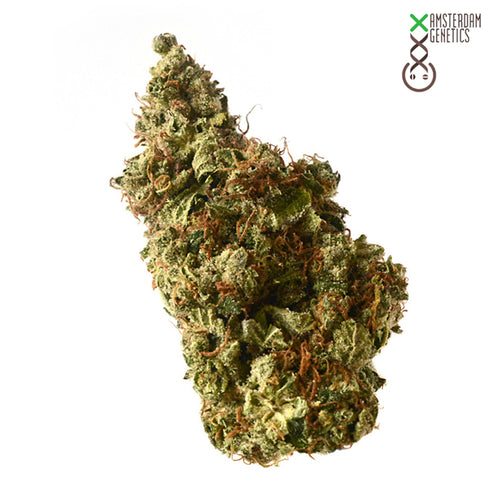 Amsterdam Genetics - Milkshake Kush Auto