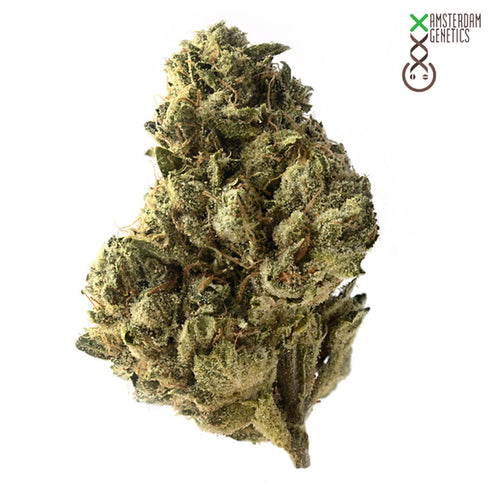 Amsterdam Genetics - Strawberry Glue