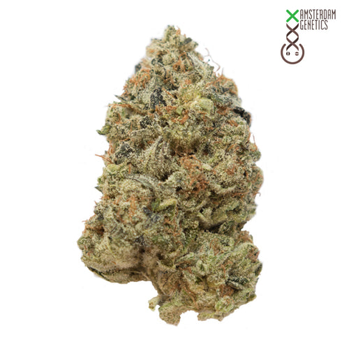 Amsterdam Genetics - Tangerine G13