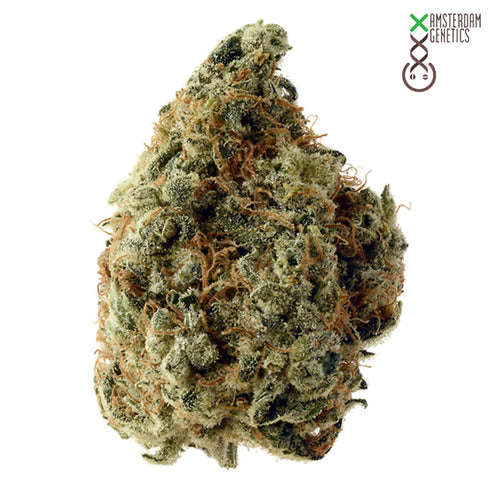 Amsterdam Genetics - White Choco