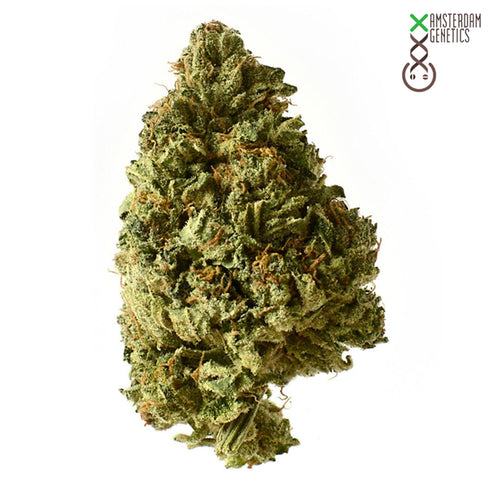 Amsterdam Genetics - White Choco Auto
