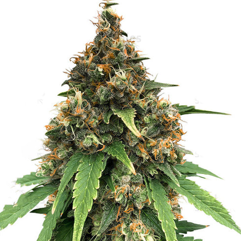 Flying Dutchmen - Amsterdam Mist