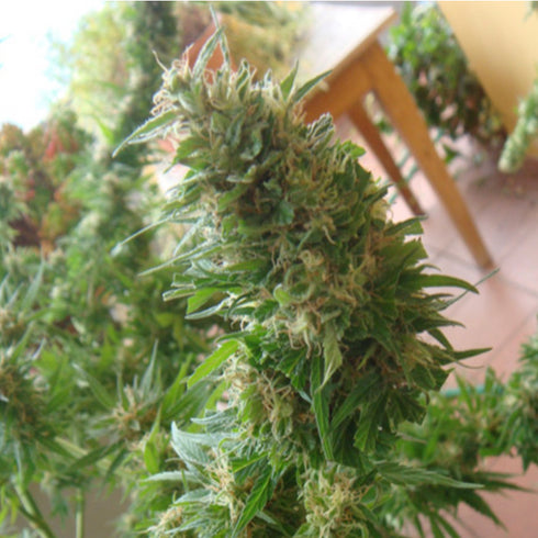 Mr Nice Seedbank - Afghan Haze