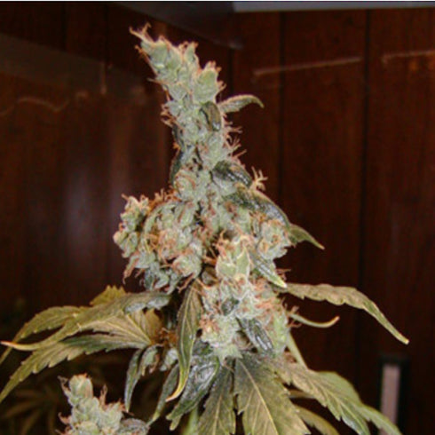 Mr Nice Seedbank - Angel's Breathe (Mango Haze x Afghan Haze)