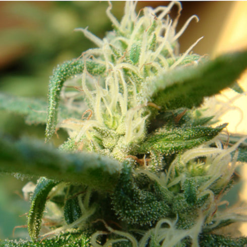 Mr Nice Seedbank - Angel Heart (Mango Haze x Afghan Skunk)