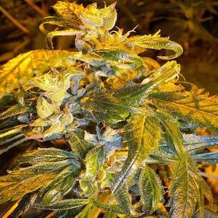 Flash Seeds - Annapurna Autoflowering