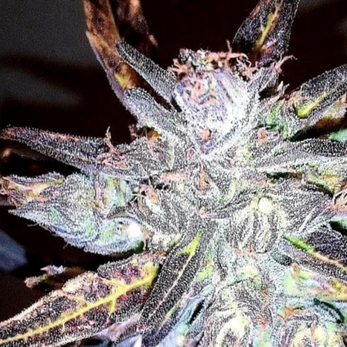 BSB Genetics - Anthrax Auto