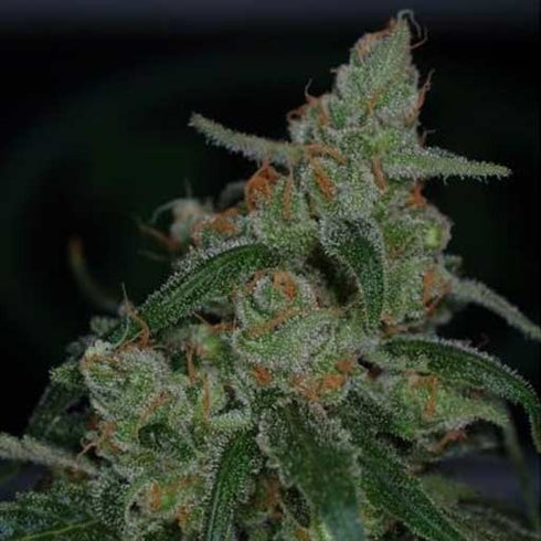 Subcool Seeds/TGA Genetics - Apollo-13 BX