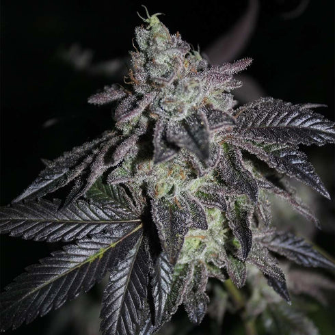 Grounded Genetics - Apple Fritter x Jealousy