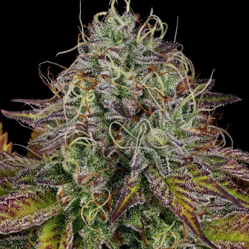 Paradise Seeds - Apricot Candy