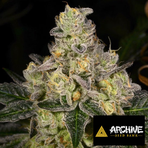 Archive Seeds - Dosi Cake