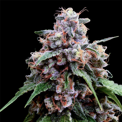 Crockett Family Farms - Lemon 18