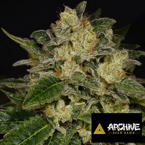 Archive Seeds - Light Speed