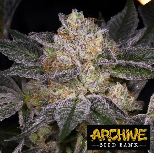 Archive Seeds - Moon Boots