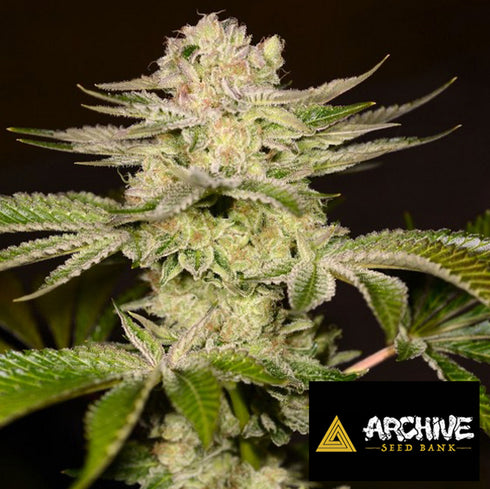 Archive Seeds - PetroChem