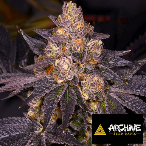 Archive Seeds - Planet Purple