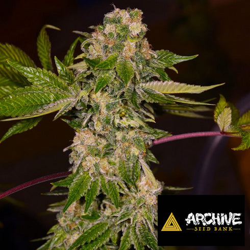 Archive Seeds - Rainbow Wreck