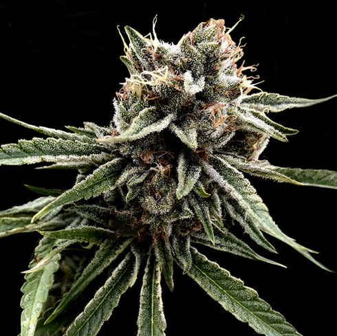 Crockett Family Farms - Sour Strawberries